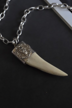 Cacho de Jabalí león