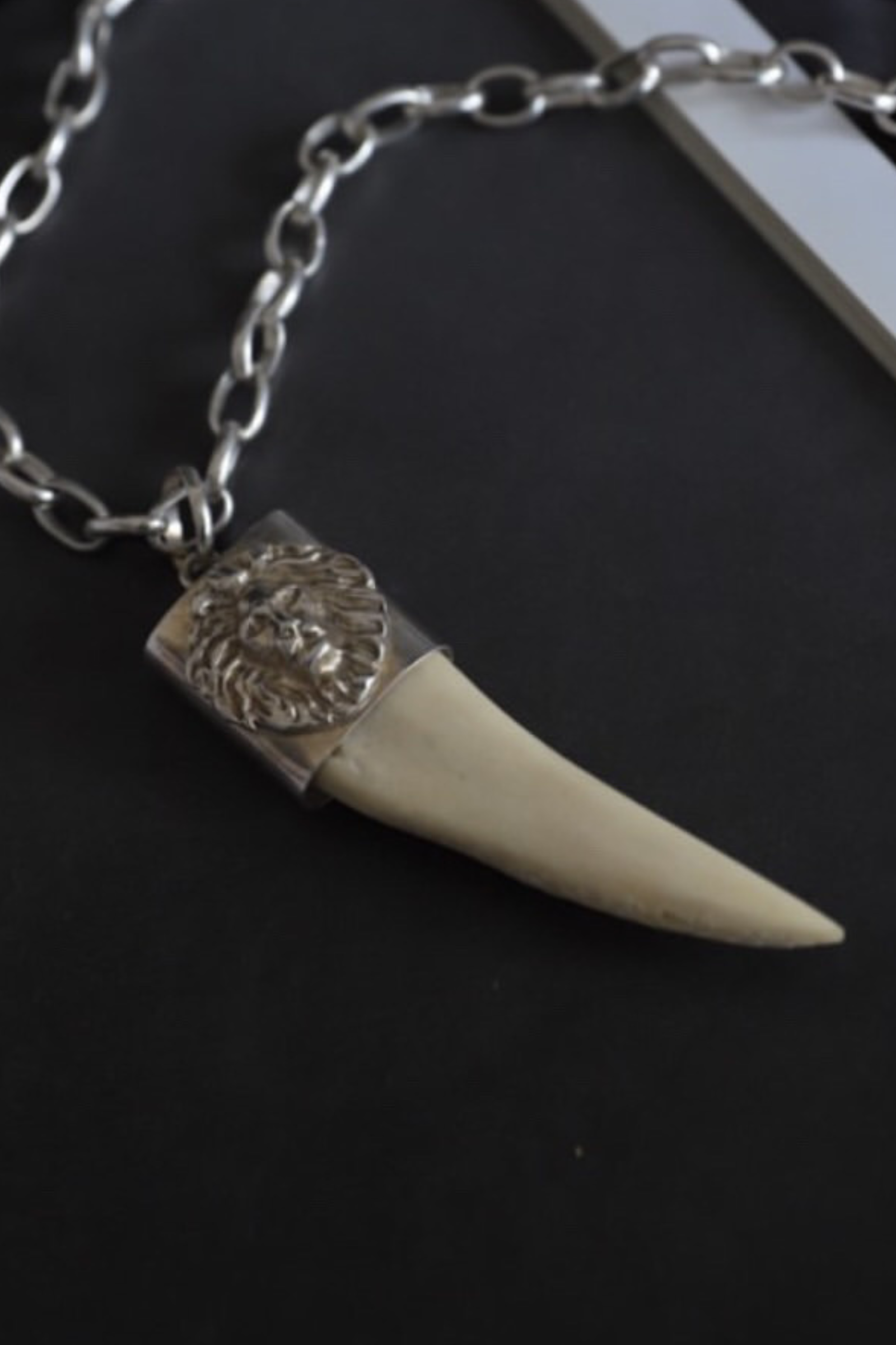 Cacho de Jabalí león