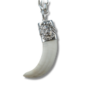 Cacho de Jabalí león